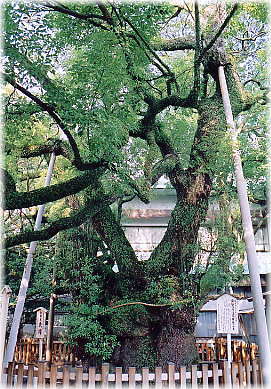 画像:富知六所浅間神社のクス_1
