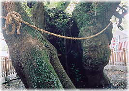 画像:富知六所浅間神社のクス_2