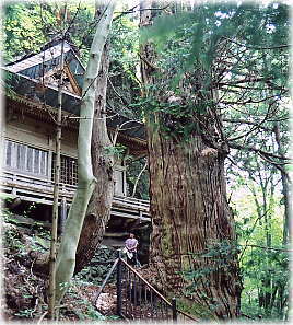 画像：岩窟観音堂の大杉（幹と並ぶ）