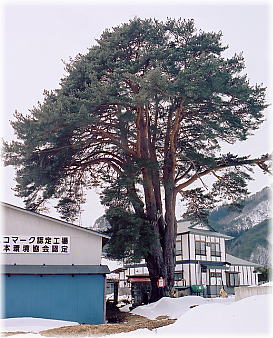画像:五本松(全景)