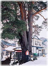 画像:五本松(幹と並ぶ)