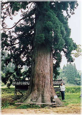 画像:五社神社のスギ(幹と並ぶ)