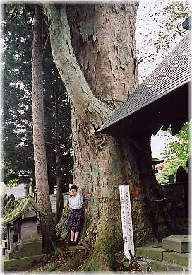 画像：神戸八幡社の欅（幹と並ぶ）