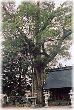画像：神戸八幡社の欅（目通り７．３ｍ）