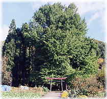 画像:神戸の銀杏(全景)