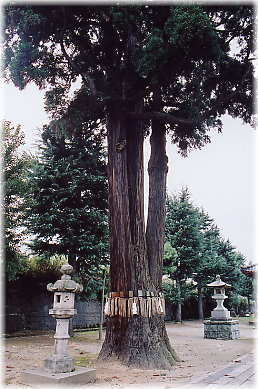 画像:八幡様の三本杉