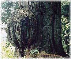 画像:羽黒神社の大杉(大きな瘤)