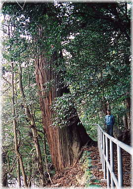 画像:筥堅八幡宮の姥杉(幹と並ぶ)