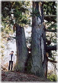 画像：花鳥山の一本杉（幹と並ぶ）