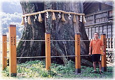 画像:旗挙八幡宮のケヤキ(幹と並ぶ)
