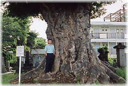 画像:姫塚のケヤキ(幹と並ぶ)