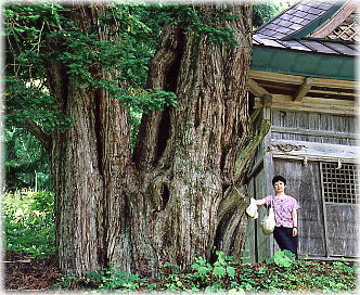 画像:平出の夫婦栂(雄木)(幹と並ぶ)