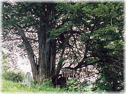 画像:平出の夫婦栂(雌木)
