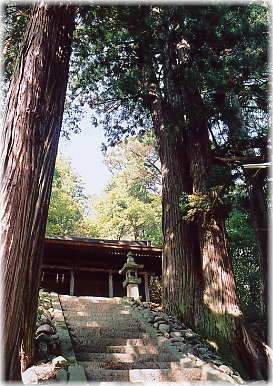 画像：日吉神社の大杉