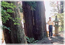 画像：日吉神社の大杉（幹と並ぶ）