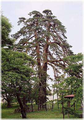 画像:仏崎観音寺のアカマツ(全景)