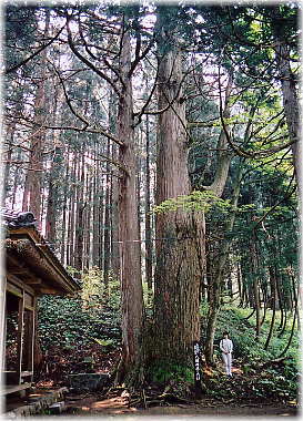 画像:古岐八幡神社の大杉(幹と並ぶ)