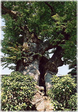 画像：市神社の欅の木_1