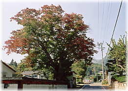 画像：市神社の欅の木_2