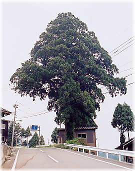 画像:今山田の大杉(全景)