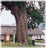 画像:今山田の大杉(幹と並ぶ)