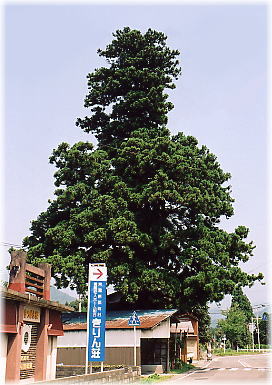 画像:一本杉(全景)
