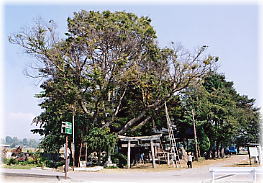 画像：伊勢大神社のケヤキ（全景）