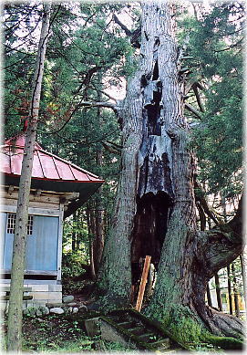 画像：石原白山社の大杉