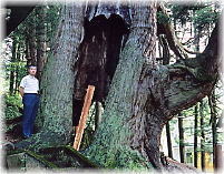 画像：石原白山社の大杉（幹と並ぶ）