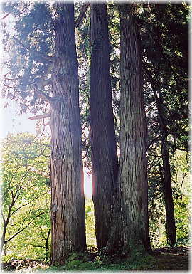 画像:板山十二神社のスギ