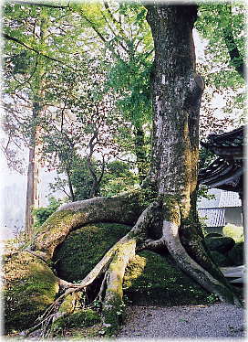 画像:岩抱きのけやき