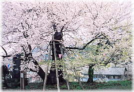 画像:延命地蔵堂の桜