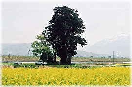 画像:浄源塚の一本杉(遠景)