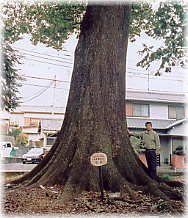 画像:十王子神社のクス(幹と並ぶ)