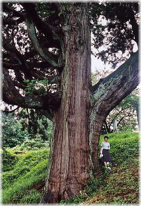 画像:十郎杉(幹と並ぶ)