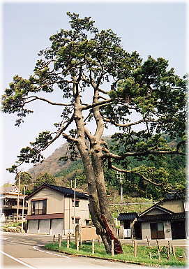 画像:海道の松(全景)