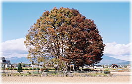 画像:鍛冶屋公園のケヤキ(全景)