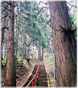 画像:柿町白山神社の夫婦杉(遠望)