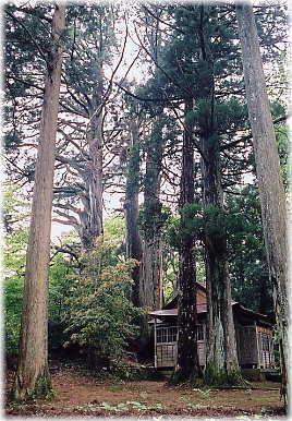 画像:隠尾八幡宮の大杉
