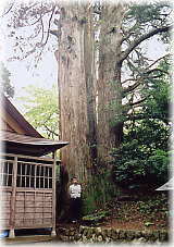 画像:隠尾八幡宮の大杉(幹と並ぶ)