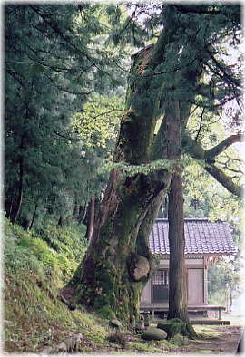 画像:上黒瀬の大けやき