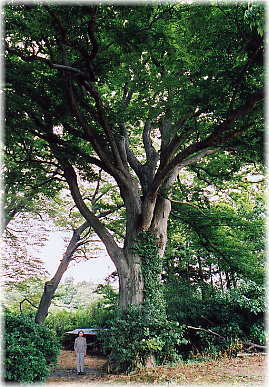 画像:上直海諏訪社のケヤキ(幹と並ぶ)