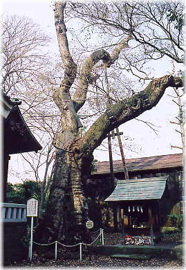 画像:神谷神明宮のムクノキ