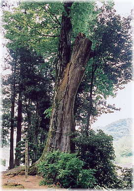 画像:観音寺の大ケヤキ