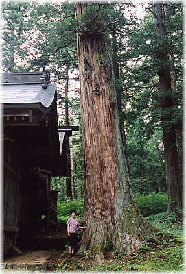 画像：拝殿に向かって右の杉（幹と並ぶ）
