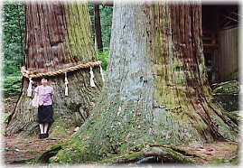 画像：拝殿に向かって左の杉（幹と並ぶ）