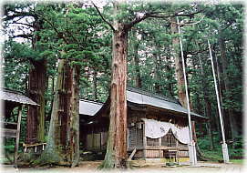 画像：刈谷沢神明宮の杉
