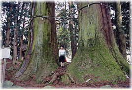 画像：二柱の杉（幹と並ぶ）
