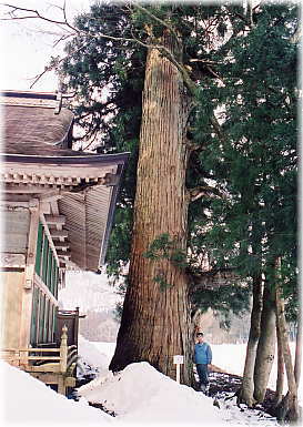 画像:河内二柱神社の大杉(幹と並ぶ)