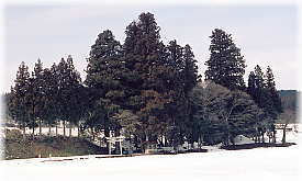 画像：河内二柱神社の大杉（遠景）